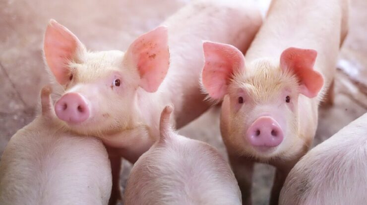 Swine flu spurzine animals threat species